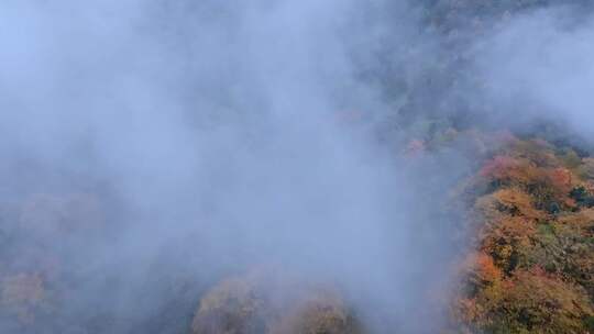 高清实拍眉山洪雅瓦屋山森林