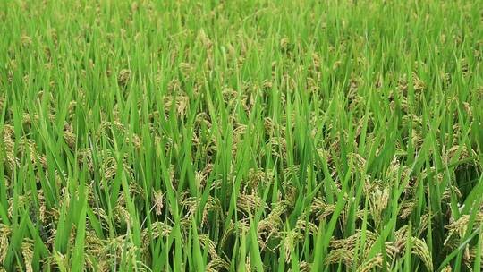稻田里被风吹动的水稻