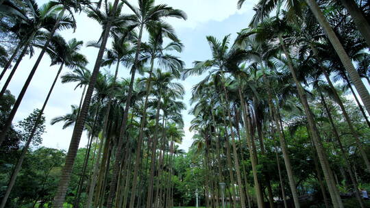 热带植物园高大的假槟榔树视频素材模板下载