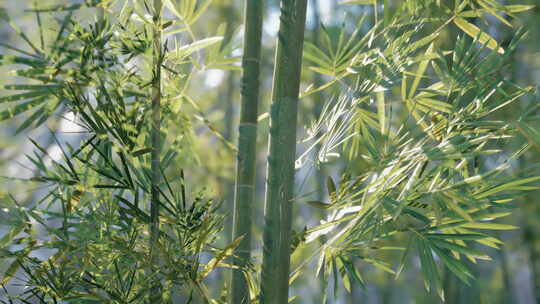 有很多叶子的竹子植物的特写