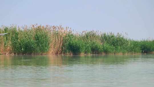 宁夏石嘴山沙湖旅游景区湿地水鸟栖息地