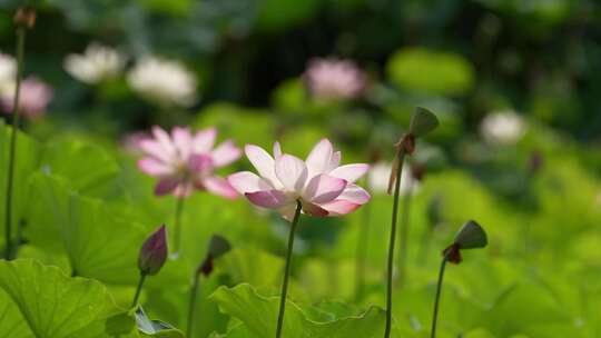 荷花 莲花 夏天