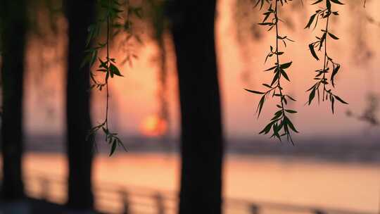 春天垂柳枝条发芽夕阳公园背景