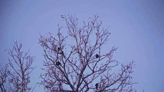 冬季树枝上的鸟群
