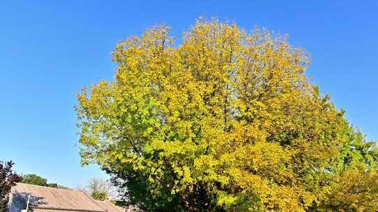 北京金色秋天街景