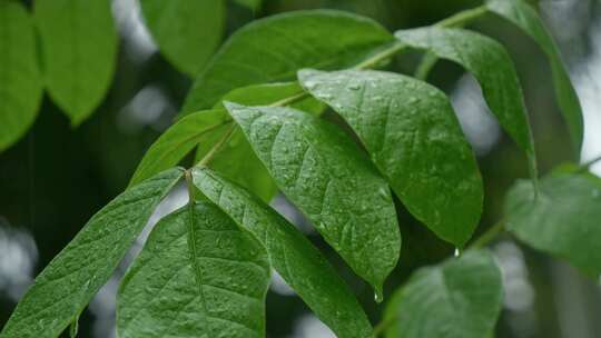 绿叶雨滴水珠下雨天阴天