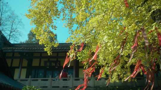 重庆天心寺银杏实拍