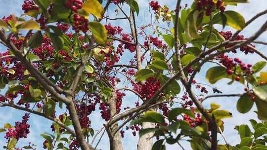 红通通的果子，树上结满了果实