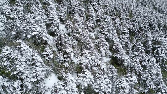 雪松雪景雪地白雪森林