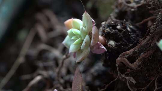 盆栽 多肉 植物 生态 绿植