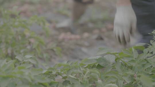 土豆种植收获土豆LOG视频素材