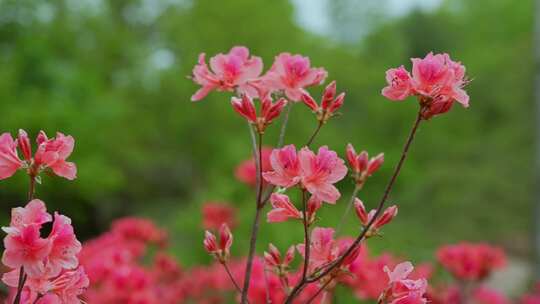 春天杜鹃花开放