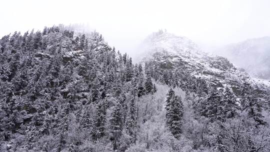 西藏昌都市然乌湖冬天森林雪松雾凇冰雪风景