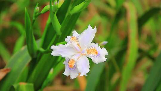 绿化植物扁竹根白色蝴蝶花