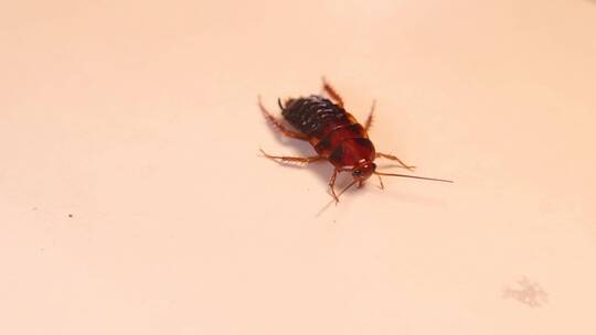 美洲蟑螂孤立。若虫蟑螂生命周期。若虫阶段视频素材模板下载
