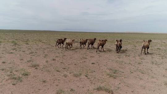 航拍戈壁上奔跑的一群骆驼