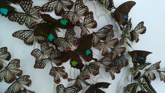公园好看的美丽蝴蝶标本
