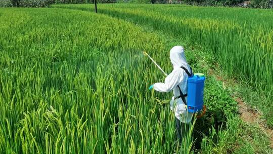 三农素材：夏天农民水稻田打药喷药实拍