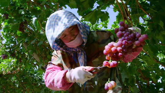 成熟的红提、葡萄、采摘的工人、秋收