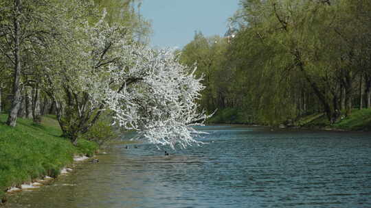 花树弯在水面上的景色