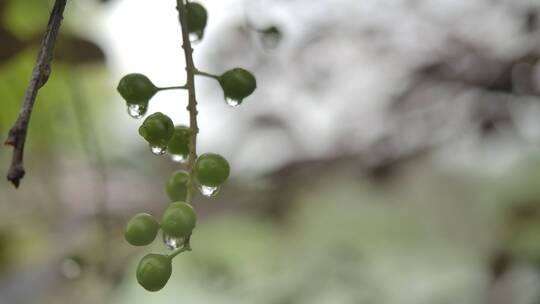 雨后果实水滴实拍视频素材