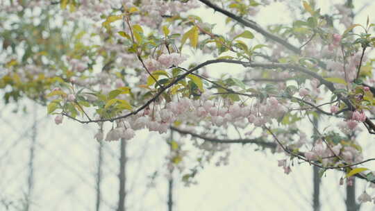 樱花4K 慢镜头 植物