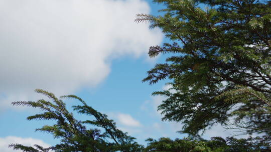 蓝天白云下风中的树林视频素材模板下载