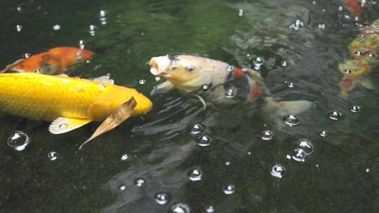 池塘里吐泡泡的锦鲤视频素材模板下载