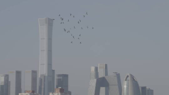 城市高空飞翔的鸽子 北京鸽子