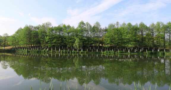 春天溧阳燕山公园美丽湖水绿色森林城市绿化