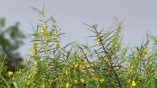 开着黄色花瓣的野花