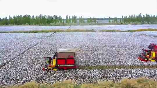 超长素材高清航拍加地拍新疆棉花采收