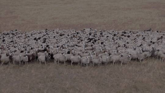 内蒙古呼伦贝尔大草原羊群视频素材模板下载