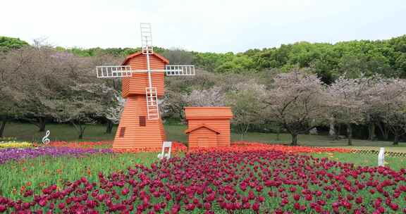 美丽风车郁金香花海