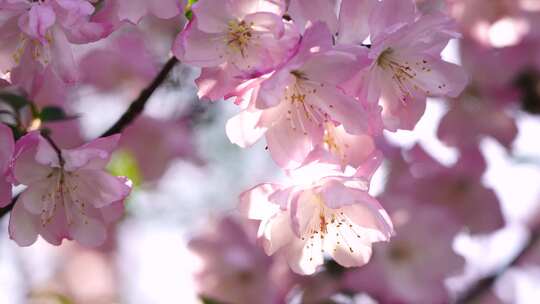 春天阳光明媚，海棠花花瓣唯美的逆光光影