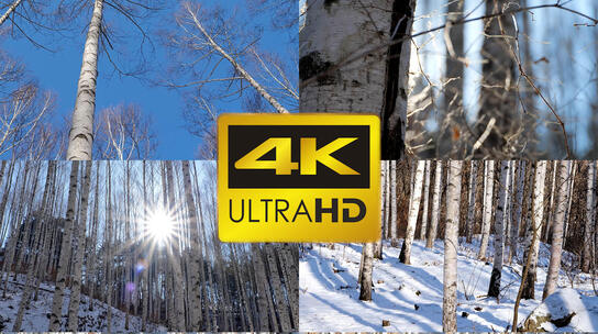 白桦林冬季雪景阳光穿过树林电影级视觉视频素材模板下载