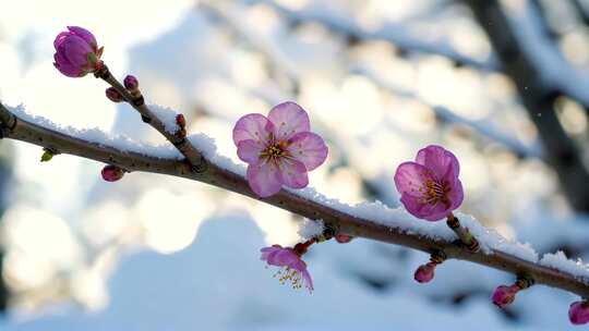 雪中绽放的粉色梅花特写