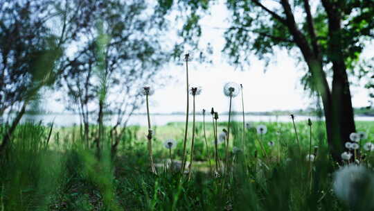 小清新夏日唯美空镜头 立夏 夏至