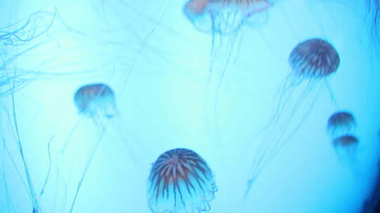 水母 海蜇 水族馆视频素材模板下载