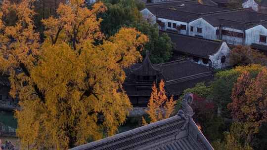 浙江嘉兴梅花洲石佛寺千年银杏航拍