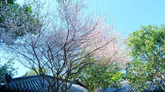 中式园林庭院的梅花