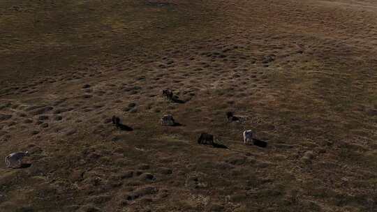 B新疆北疆草场牛群奔跑
