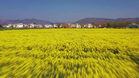 4K 大理麦田油菜花 苍山洱海 乡村振兴