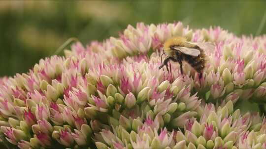 Carder Bee，昆虫，授粉，石杉