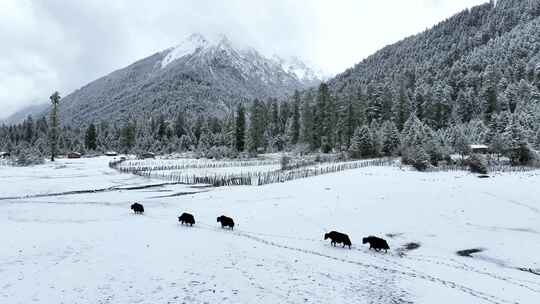 西藏林芝巴松措，牦牛雪地森林的唯美风光