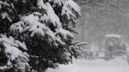 落在树上的大雪