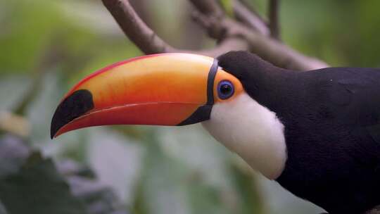 观察周围丛林环境的巨嘴鸟头部和颈部的详细特写