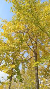 黄色秋天美丽银杏树