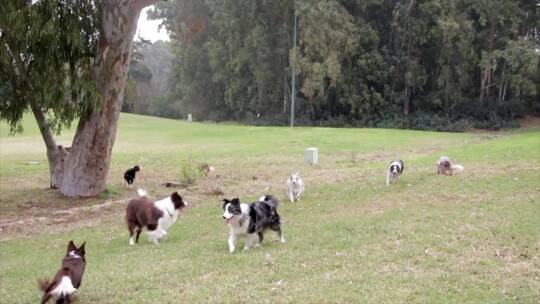 很多狗在公园玩