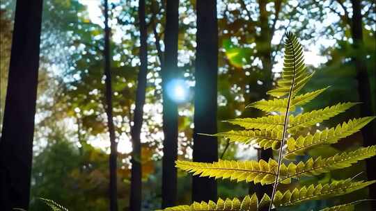 森林晨雾树林阳光唯美天然氧吧大自然风景风